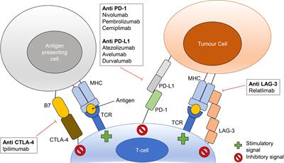 The interplay between the microbiome and colonic immune system in checkpoint inhibitor therapy